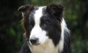 Alto Adige, al via il tracciamento del dna dei cani