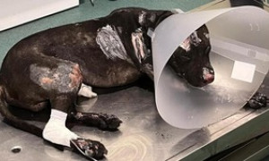 Indagato il proprietario del pitbull Aron bruciato vivo a Palermo