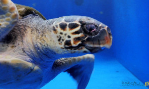 Plastic Free Project   Acquario di Cala Gonone  per dare &ldquo;un  calcio" alla plastica