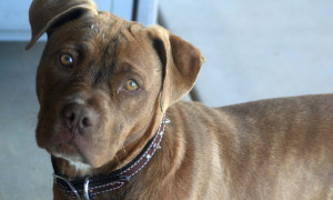 Roky, il Pitbull viaggiatore : La storia virale  di una gita in treno a Venezia