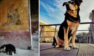 Addio a Argo, l'ultimo custode di Pompei: Sul Ponte dell'Arcobaleno