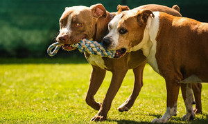 Quartu, cani pericolosi a S&rsquo;Oru e Mari: il Sindaco interviene con provvedimenti restrittivi