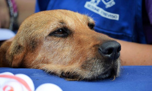 A Misterbianco uno sconto di 200 euro sulla Tari per chi adotta un cane