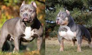 Il Governo Britannico Banna gli American Bully: castrazione, registrazione o soppressione