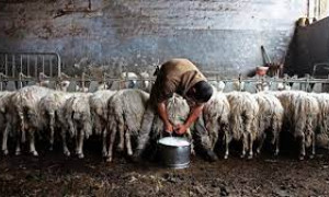 Boom di richieste per la scuola per pastori in Toscana