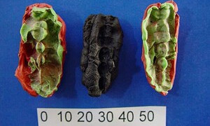 Ecco i "chewing gum" preistorici risalenti a circa 10.000 anni fa