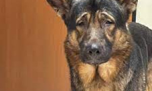 Marley, il supercane cieco, sar&agrave; ospite speciale al Festival di Sanremo