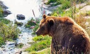 Trentino: L'orso M90 &egrave; stato prelevato e abbattuto
