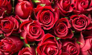 I fiori trionfano per San Valentino 2024: un segno d&rsquo;amore sostenibile per l&rsquo;agricoltura Italiana