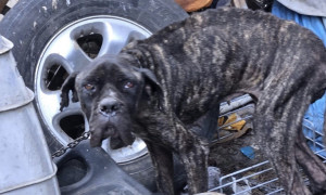 Orrore nel cagliaritano: cani, conigli e capre alla fame sequestrati dalle guardie zoofile dell&rsquo;Oipa