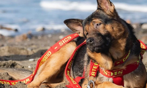 Sanremo: Marley, il cane non vedente della Protezione Civile, non trova taxi