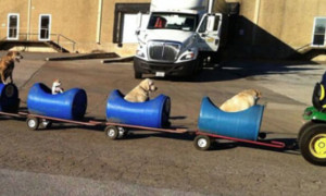 Un uomo di 80 anni costruisce un treno fatto in casa per cani randagi