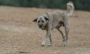 Sterilizzazioni, al via a Quartu la terza campagna per cani e gatti in citt&agrave;