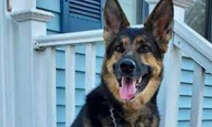 Sadie, il pastore tedesco che salva il suo padrone da un ictus