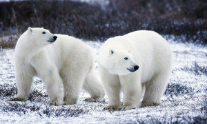 Orsi polari: simbolo dell'urgenza climatica