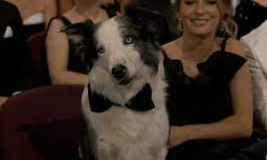 Messi, il cane di "Anatomia di una caduta", conquista gli Oscar 2024