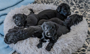 Adozioni degli ospiti del Canile di Cagliari: dal 23 marzo al via la Campagna di sensibilizzazione