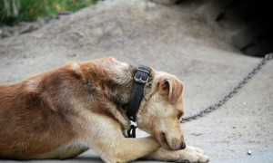 La Toscana vieta definitivamente la pratica crudele di tenere i cani alla catena