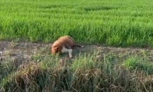 Un agricoltore padovano uccide un cane a fucilate: arrestato