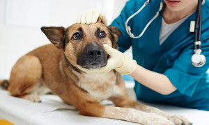 MyVet: l'app che rivoluziona la cura degli animali domestici