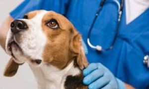 Vaccino anti-cancro per cani: una svolta nell'oncologia veterinaria