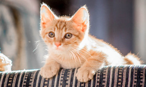 Napoli, capitale italiana dei gatti