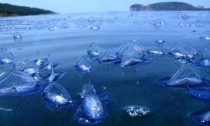 Le Velella velella colorano il Mar Mediterraneo: un fenomeno primaverile