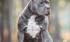La tragica storia di Blue, il primo Bully XL soppresso in Inghilterra
