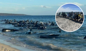 Australia, oltre 100 balene riportate in mare: operazione di salvataggio riuscita