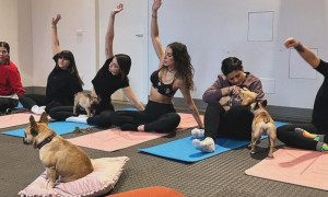 Yoga con i cuccioli: stop dal Ministero della Salute