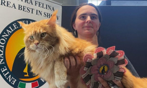 Tornado &egrave; il gatto pi&ugrave; bello del mondo