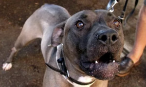 Pitbull aggredisce bambina di due anni e mezzo a Sesto San Giovanni