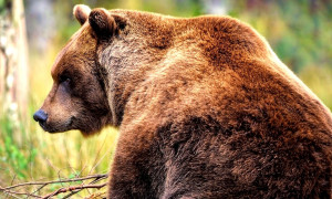 L'orsa JJ4 non verr&agrave; abbattuta: sar&agrave; trasferita in Germania