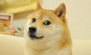 Addio a Kabosu, la celebre cagnetta che ha ispirato i meme "doge"