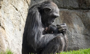 Il &ldquo;lutto&rdquo; di Natalia, mamma scimpanz&eacute;: non lascia il corpo del figlio morto da tre mesi