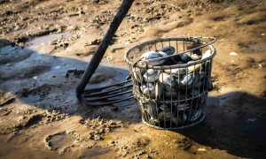 Multa da 89mila dollari per una donna in California: i figli hanno raccolto &ldquo;conchiglie&rdquo;