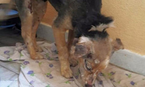 Troppa violenza contro gli animali in Sardegna