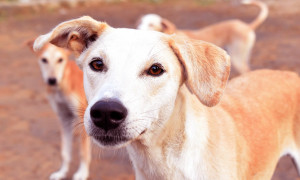 Quartu Sant&rsquo;Elena, mille euro all&rsquo;anno per chi adotta un cane