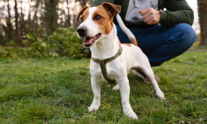 Tortol&igrave;, corso di formazione gratuito per i proprietari di cani