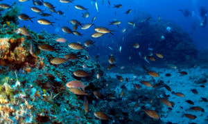 Sabato 8 giugno &egrave; la Giornata mondiale degli Oceani