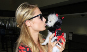 In volo con Bark Air, la prima compagnia aerea di lusso per cani