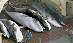 La caccia alle balene in Islanda, il governo ha autorizzato la caccia a 128 balenottere comuni