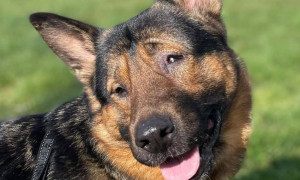 Marley, il cane cieco eroe della Protezione Civile, conquista Montecitorio e il cinema