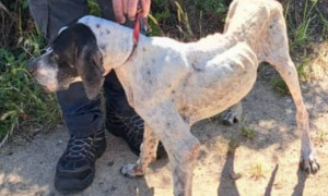 Oristano, sequestrata una pointer ridotta a uno scheletro, denunciato il proprietario