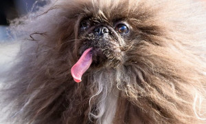 &Egrave; un pechinese di otto anni il &ldquo;cane pi&ugrave; brutto del mondo&rdquo;