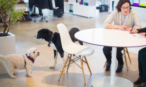 Pet Friendly office, ecco come rendere accogliente un ufficio per gli amici a quattro zampe