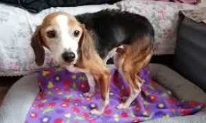 Palazzolo Acreide, strage di randagi uccisi con la metaldeide