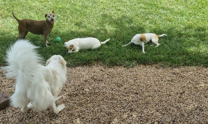 Il Chia Laguna Resort sempre pi&ugrave; pet-friendly, al via le iniziative di solidariet&agrave;