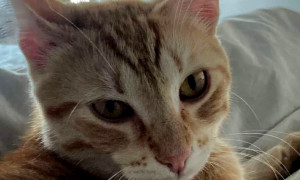 Terribile atto di violenza a Roma: gatto legato ai binari e travolto da un treno