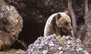 Aveva aggredito un turista francese, l&rsquo;orsa Kj1 non verr&agrave; uccisa: la decisione del Tar